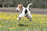 FOX TERRIER 353